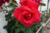 Rumina's Roses