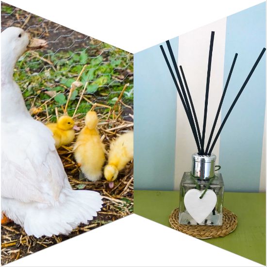 Fluffy Ducklings Reed Diffuser